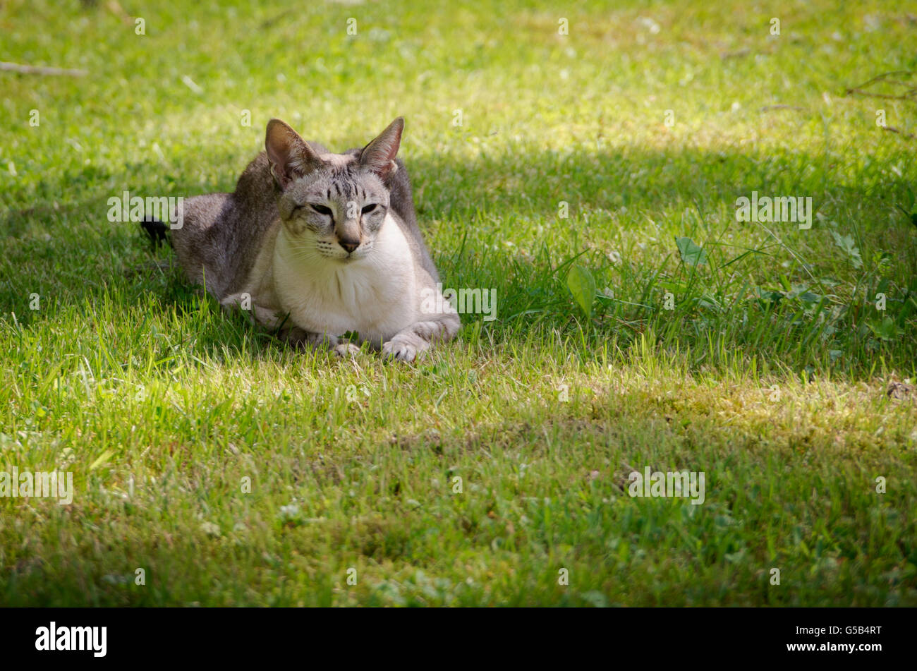 Gato siamés descansando en la sombra sobre un césped Foto de stock