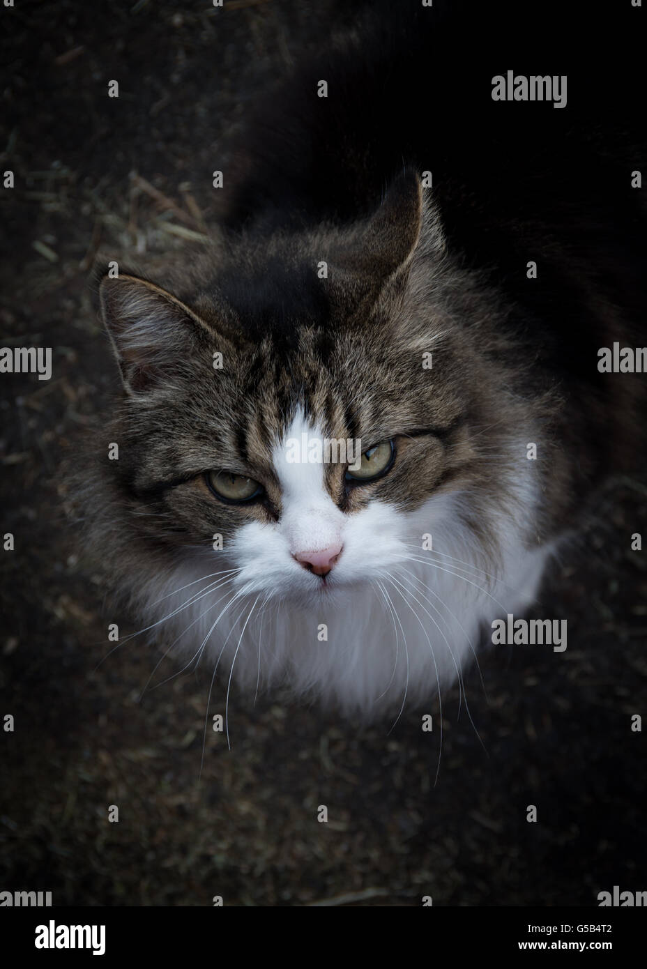 Largo pelaje atigrado barn cat mirando hacia el fotógrafo Foto de stock