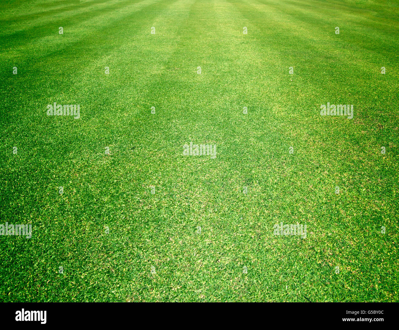 Campos de Golf de césped verde fondo de textura de patrón. Foto de stock