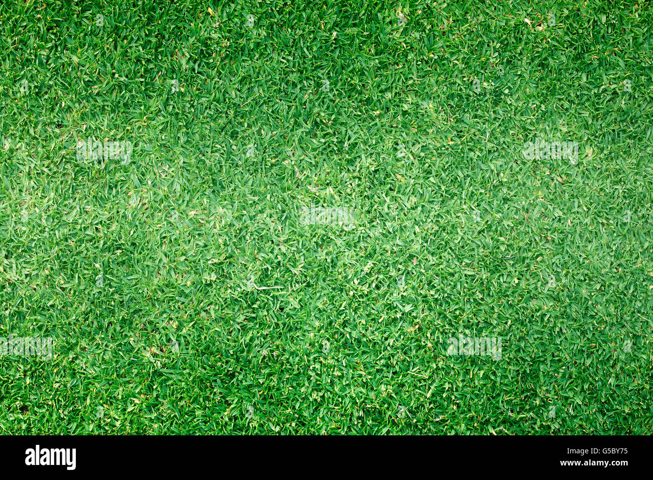 Campos de Golf de césped verde fondo de textura de patrón. Foto de stock