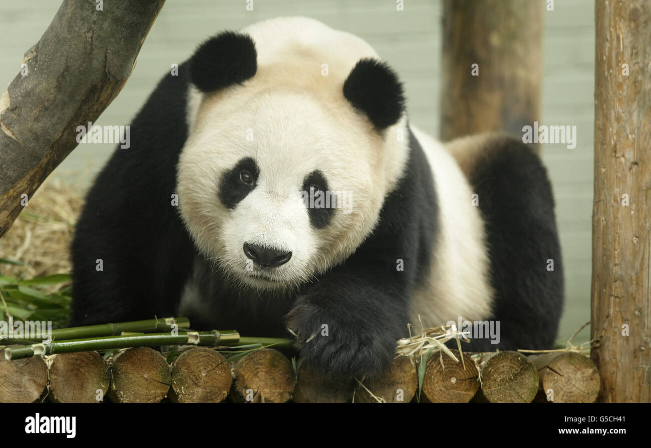 Yang Guang el panda celebra su cumpleaños en el zoológico de Edimburgo en Escocia. Foto de stock