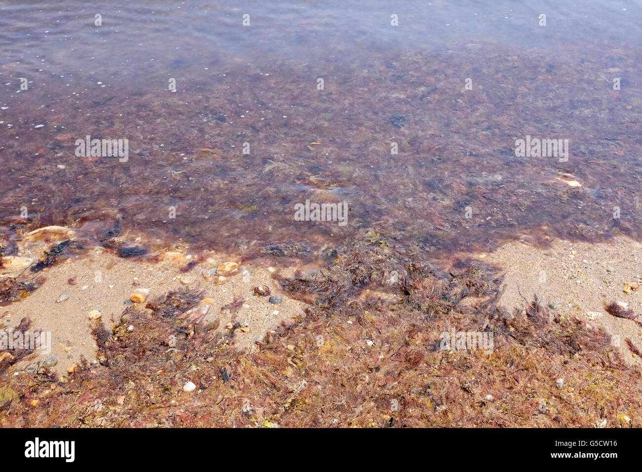 Marea roja - alga roja junto al costo de Block Island, Rhode Island Foto de stock