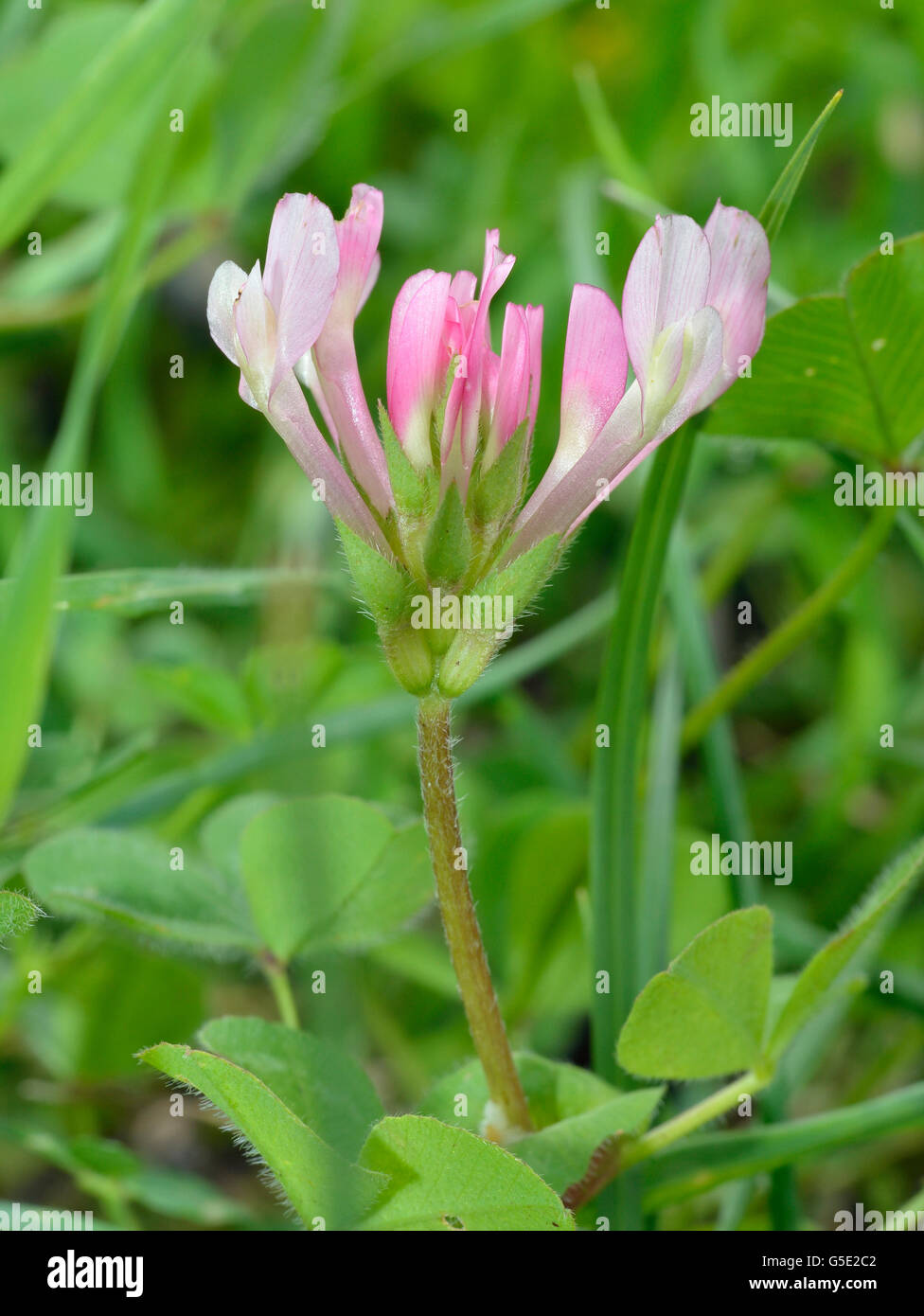 Flor silvestre comun fotografías e imágenes de alta resolución - Alamy