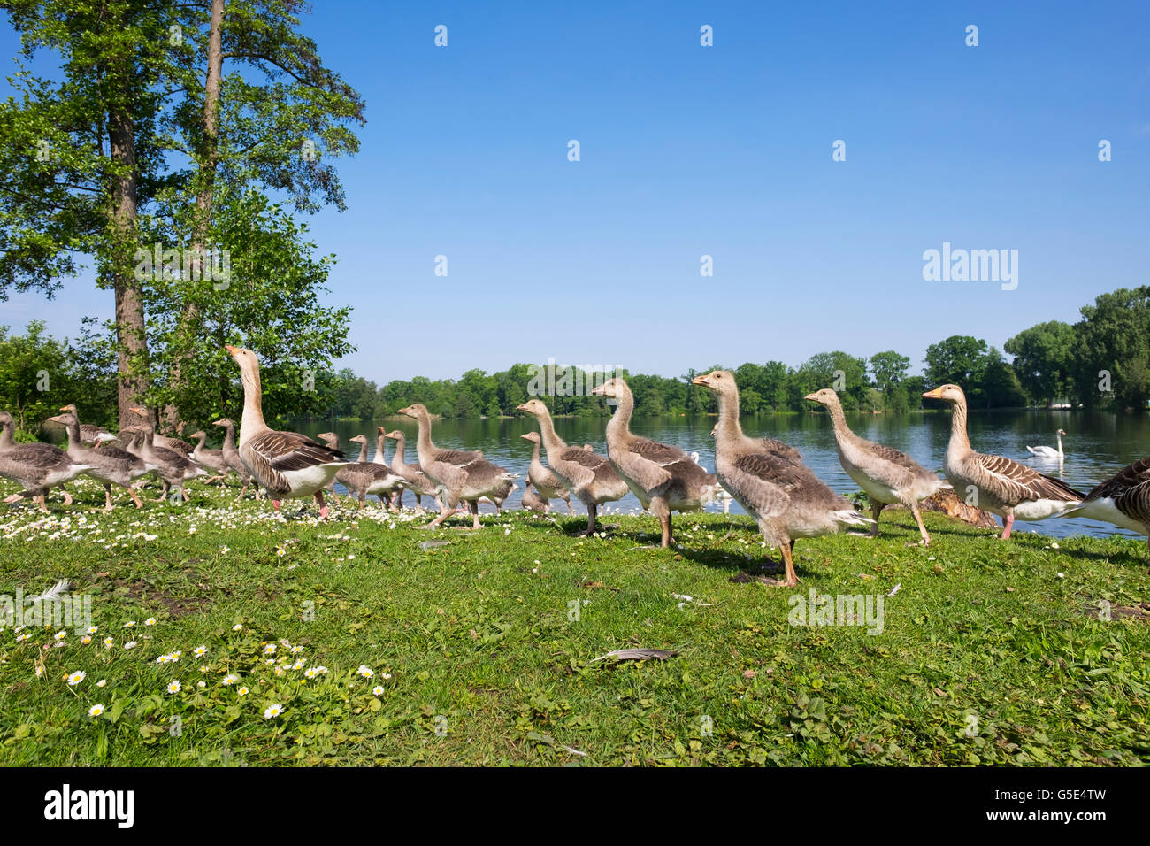 Familia de gansos, Graylag Goose (Anser anser) con un montón de cojines, Kleiner, Volkspark Dutzendteich Dutzendteich, Nuremberg Foto de stock