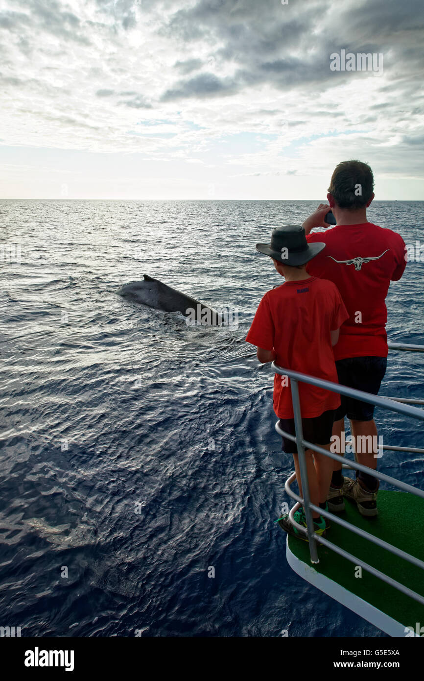 Hombre y niño en un barco viendo la ballena jorobada (Megaptera novaeangliae), Mooloolaba, Queensland, el Pacífico, Australia Foto de stock