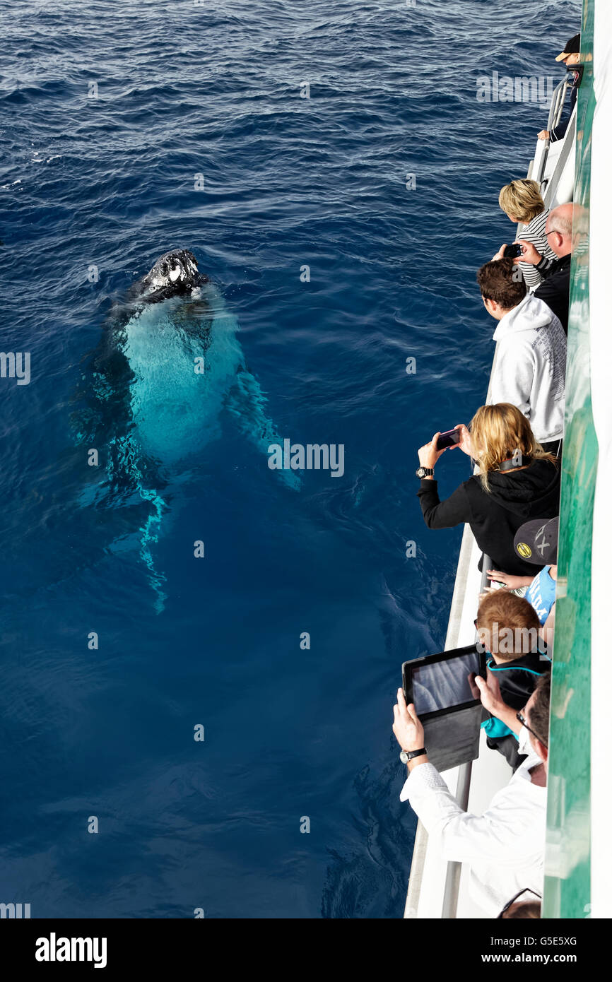 Los turistas en un barco de observación de ballenas la ballena jorobada (Megaptera novaeangliae), Mooloolaba, Queensland, el Pacífico, Australia Foto de stock