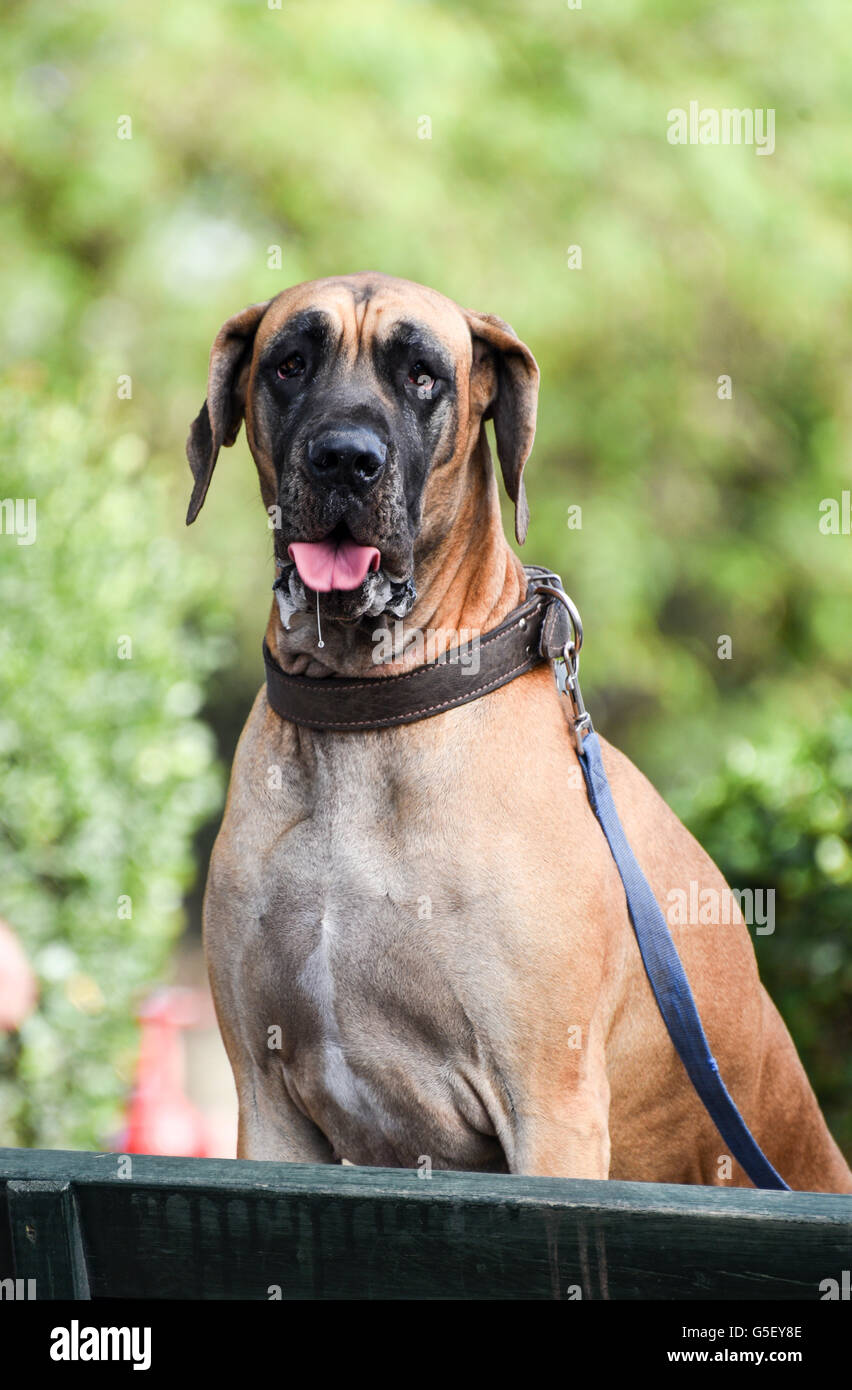 Retrato de un gran danés en un perro mostrar Foto de stock