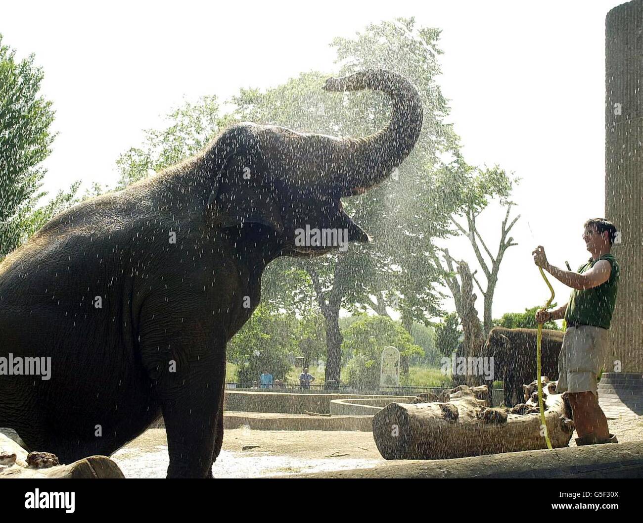 Layang-Layang, un elefante malasio que se regaba por su guarda, Jim Robson en el Zoo de Londres, cuando las temperaturas se elevaban en la capital. Se predijo que las temperaturas aumentaran a 29 grados Celsius (84F) en el centro de Londres y el sureste. * El tiempo caluroso debía durar hasta mañana, con un clima más fresco en el 27/6/01. Foto de stock