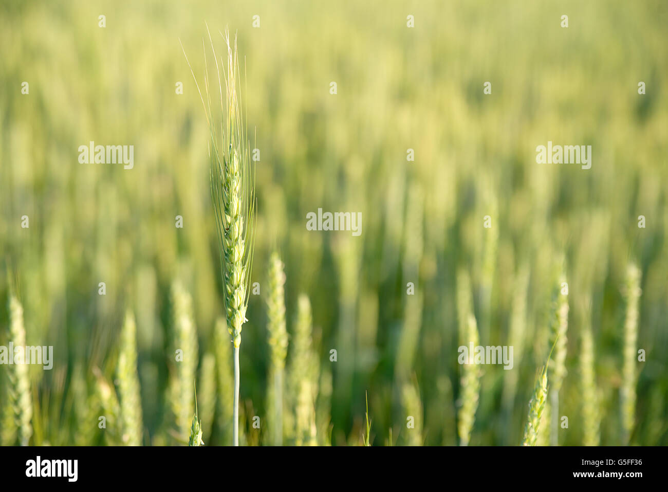 Espiga de trigo creciendo en una granja, campo Foto de stock