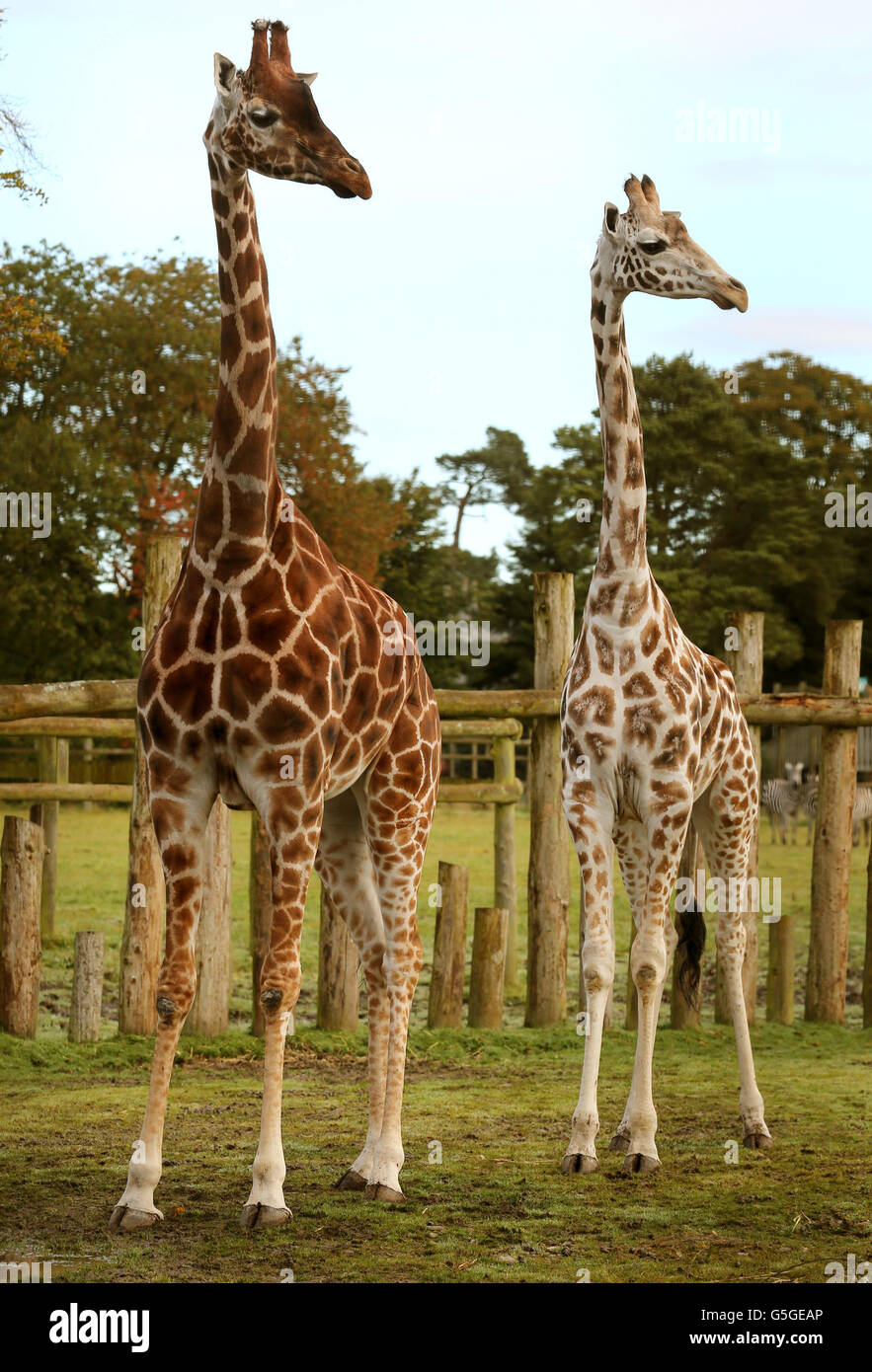 Remolque para animales fotografías e imágenes de alta resolución - Alamy