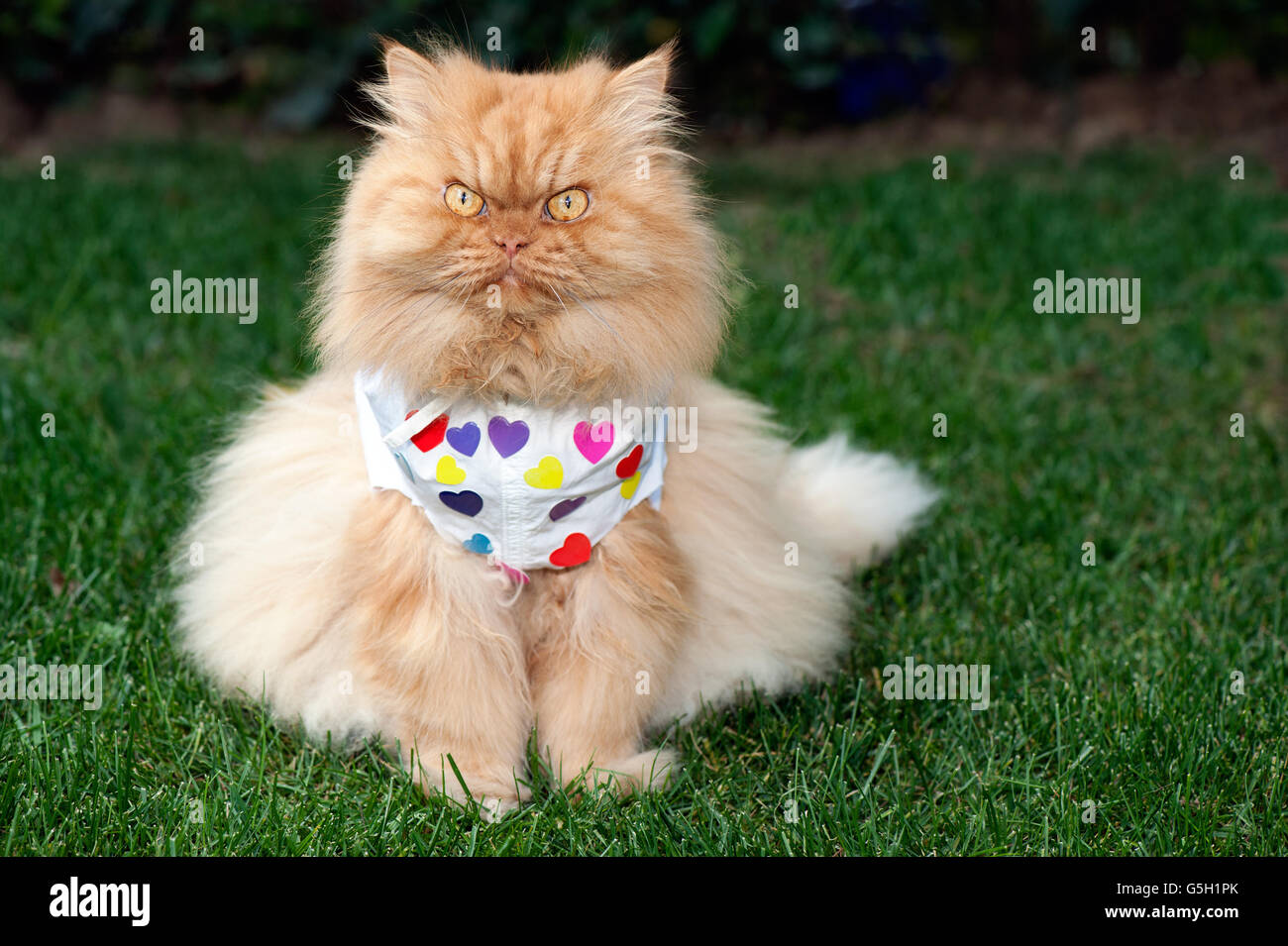 Retrato de persa gato sentado sobre el césped Foto de stock