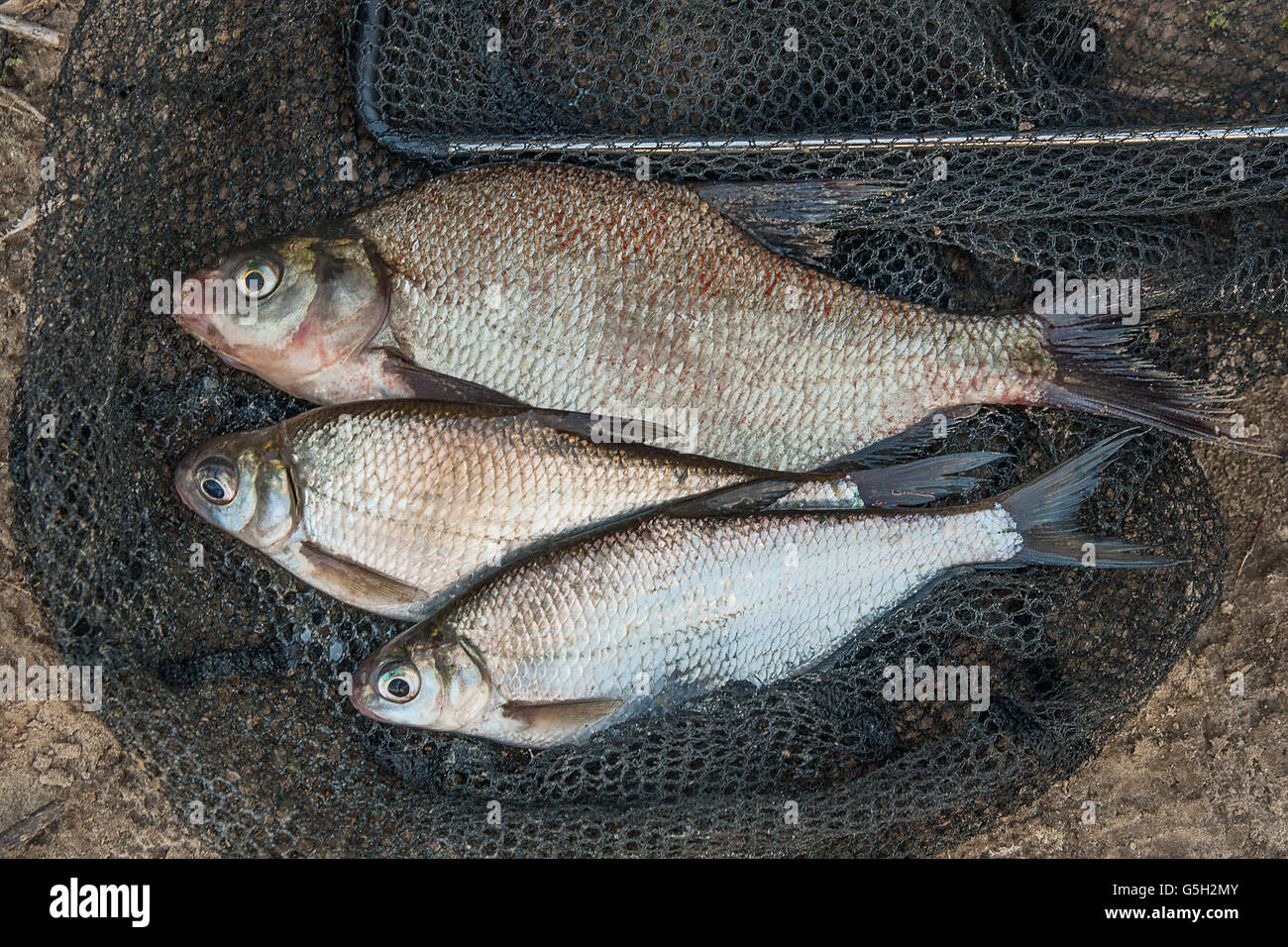 Los peces de agua dulce sólo tomadas desde el agua. Varios peces de besugo y plata dorada o el sargo en la red de pesca. Foto de stock