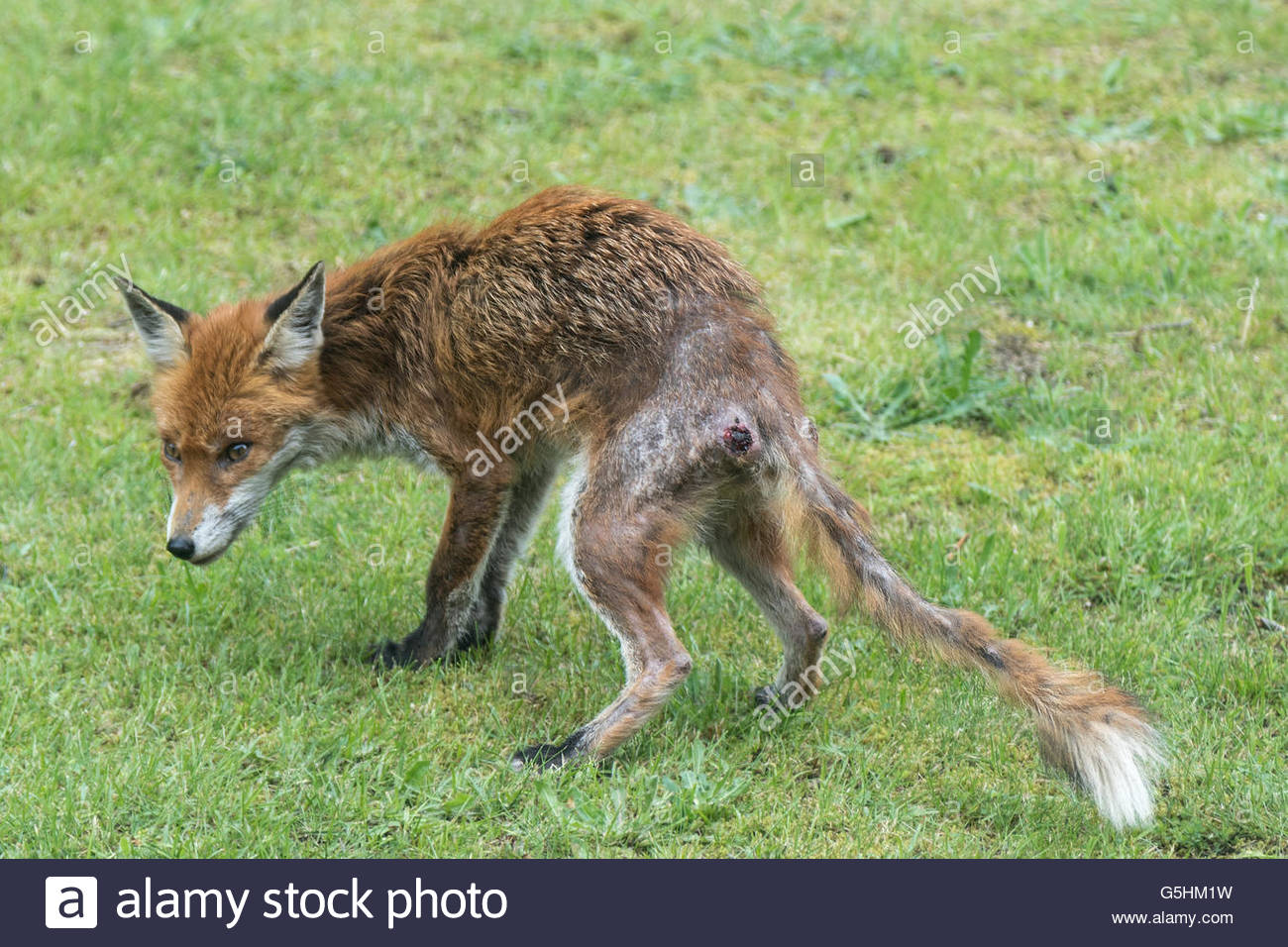 Urban fox padece sarna sarcóptica. Heridas en sus cuartos traseros son autogenerados como el zorro arañazos para aliviar la comezón Foto de stock
