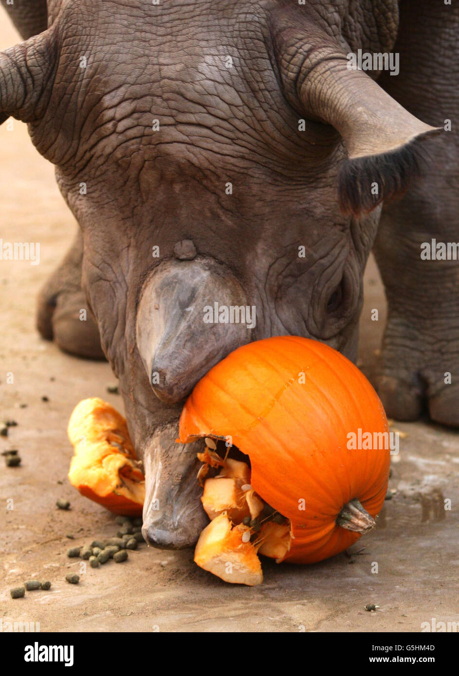 EMA Elsa un rinoceronte negro en el zoológico de Chester disfruta de una calabaza como un regalo de Halloween. Foto de stock