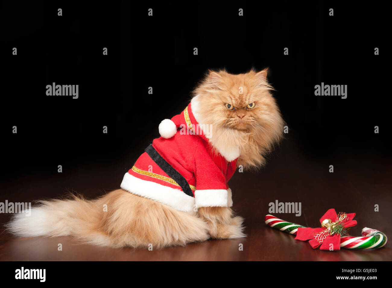 Gato vestido fotografías e imágenes de alta resolución - Alamy