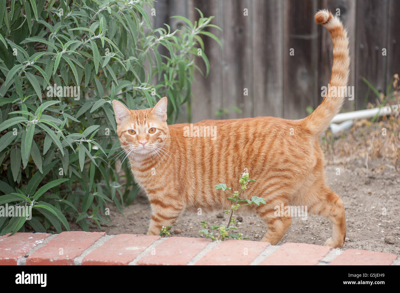 Gato atigrado naranja de alerta permanente con cola arriba Foto de stock