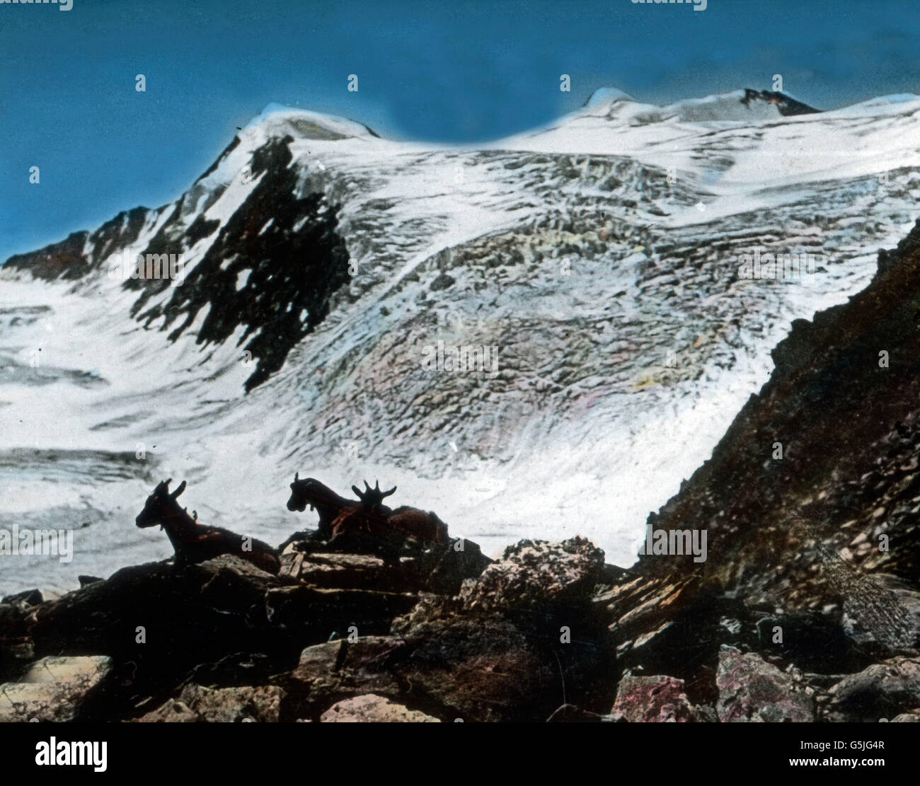 Auf Gamsjagd Stiljoch im en el Tirol, 1920 er Jahre. Persiguiendo rebecos en las montañas Stiljoch, Tirol, 1920. Foto de stock