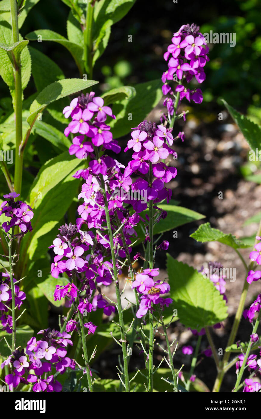 Luz flores púrpura de la Hardy, del florecimiento largo, perenne alhelí, 'Cheiranthus Bowles Malva' Foto de stock