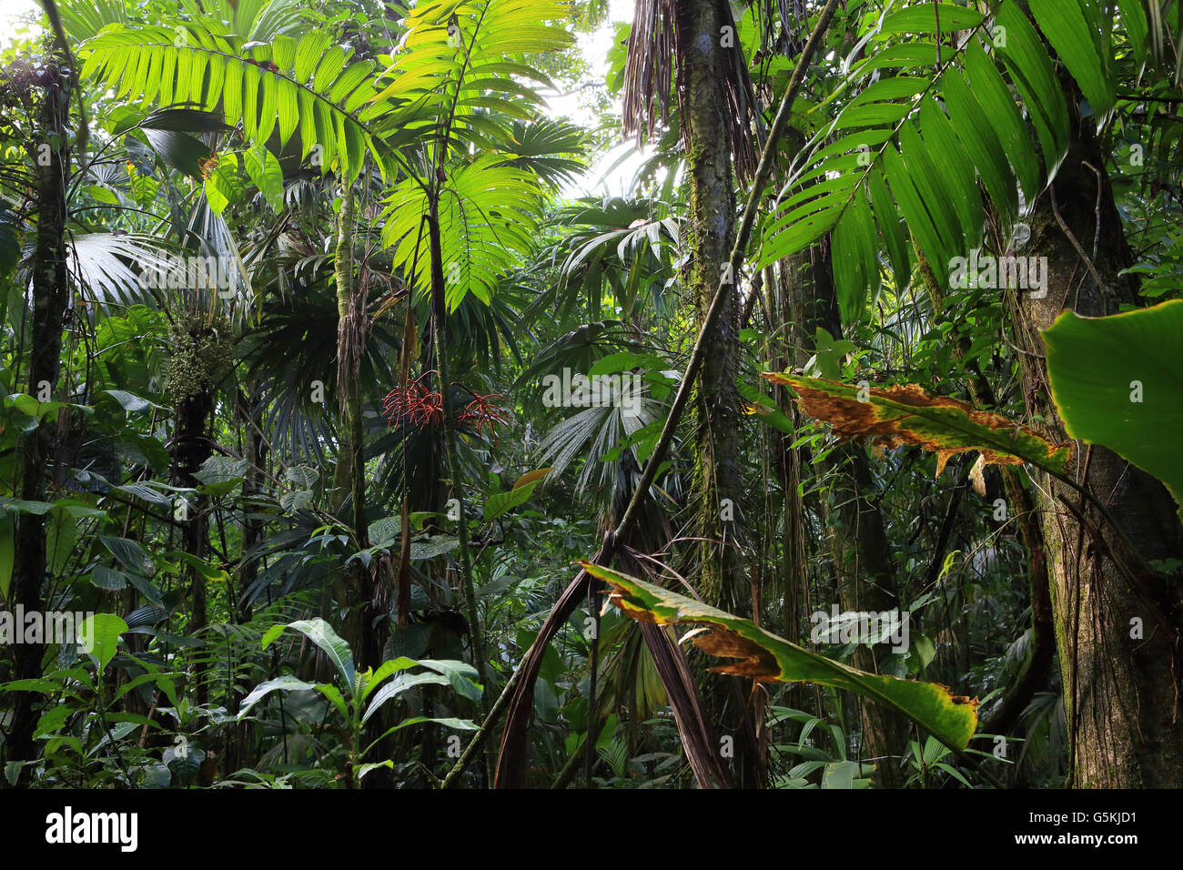 Bosque tropical cerca de la playa en el Parque Nacional de Tortuguero, Costa Caribe, Costa Rica. Foto de stock