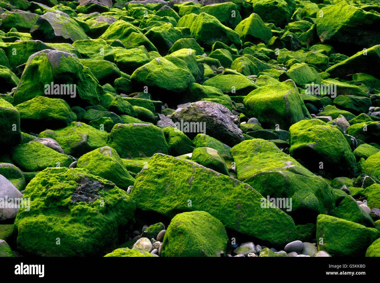 Las piedras de los ríos cubiertos de verde musgo y liquen, Delta del Río Quillayute, Océano Pacífico, Península Olímpica, la empuje, Washington, EE.UU. Foto de stock