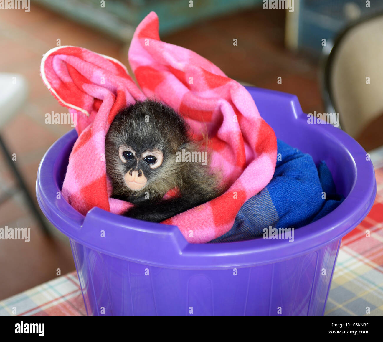 Bebé, el mono araña Ateles geoffroyi, en un centro de rehabilitación para fauna silvestre, CR. Véase 'Descripción' para la ubicación Foto de stock