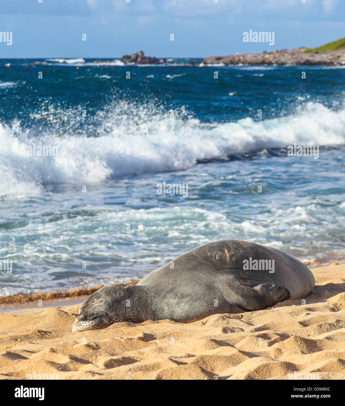 La foca monje hawaiana, descansa en Hookipa Beach en Maui Fotografía de