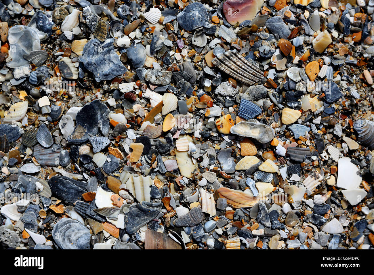 Conchas de Mar sobre la arena de la playa Foto de stock