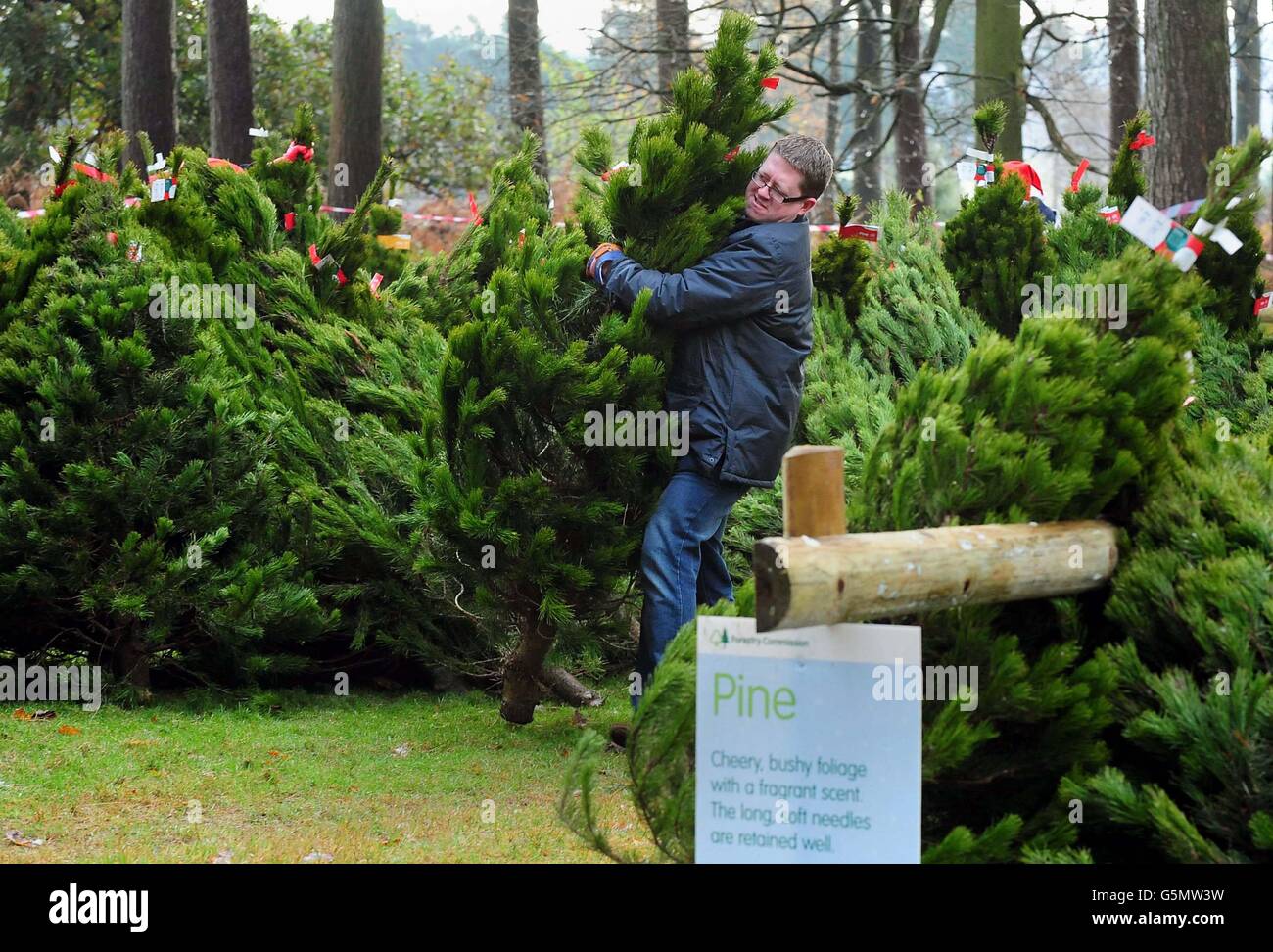 Los clientes compran árboles de Navidad en el lanzamiento de la venta de árboles de Navidad en Birch Valley Visitor Center, cerca de Rugeley, Staffordshire. Foto de stock
