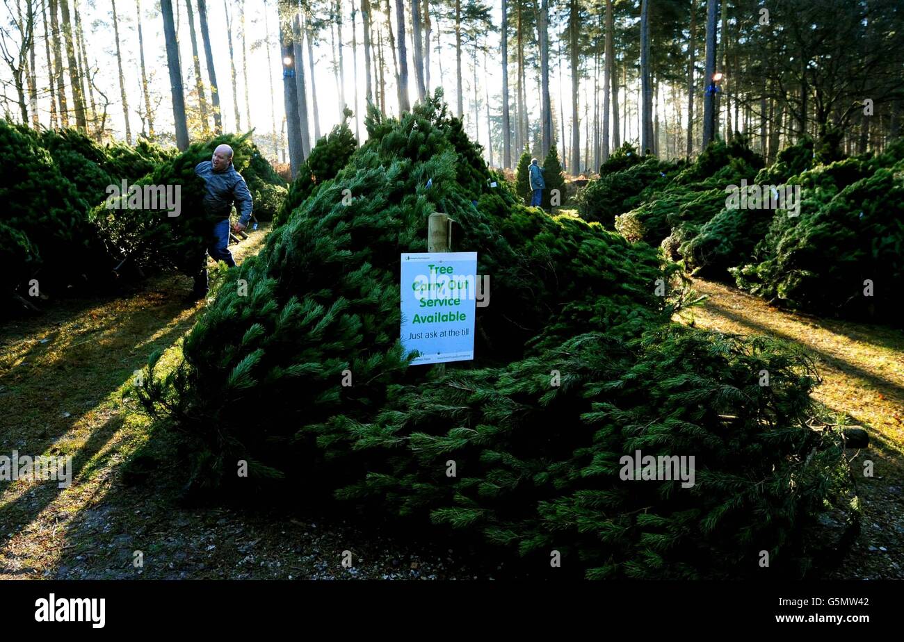 Los clientes compran árboles de Navidad en el lanzamiento de la venta de árboles de Navidad en Birch Valley Visitor Center, cerca de Rugeley, Staffordshire. Foto de stock