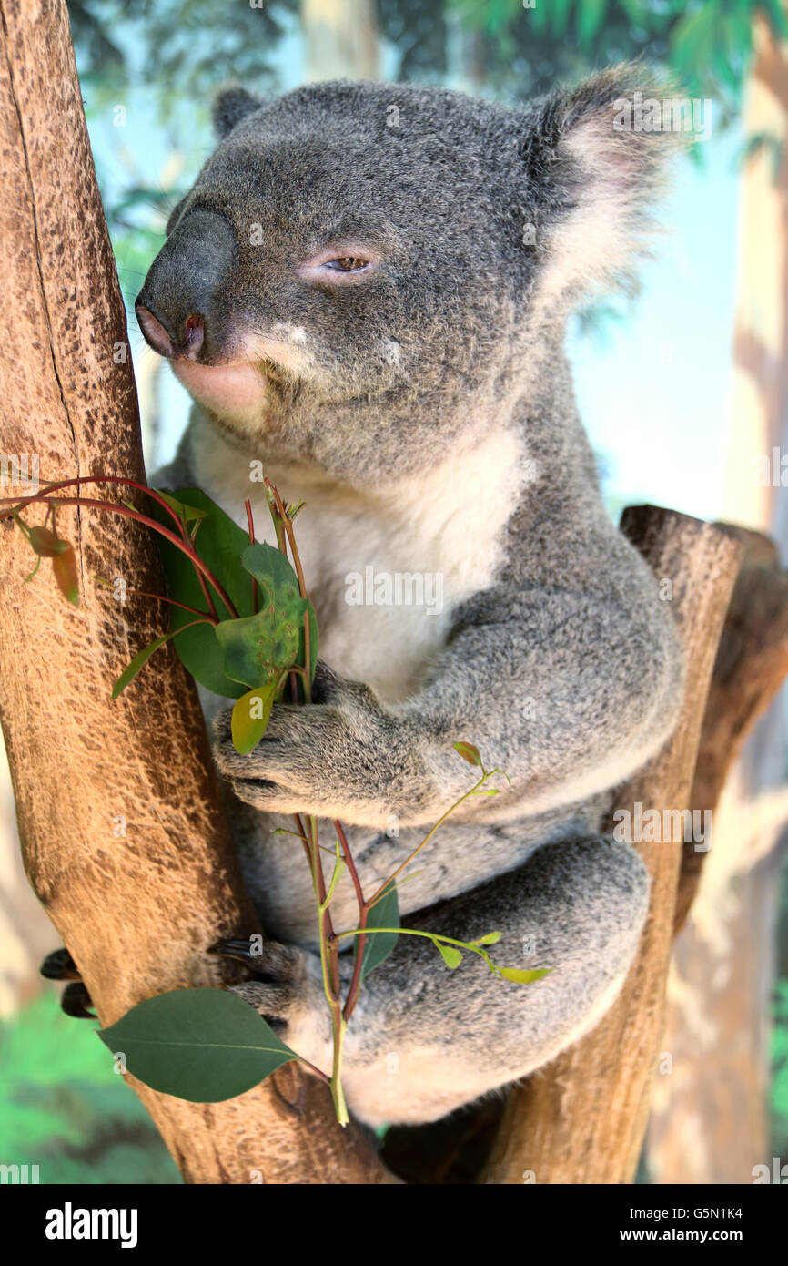 Cerca de animales nativos australianos Koala en un árbol comiendo hojas de eucalipto Foto de stock