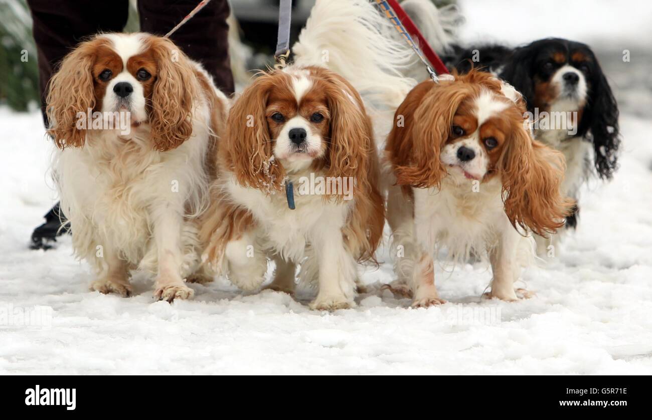 Jennifer Puttock (no en la foto) camina sus perros en la nieve (de  izquierda a derecha) Tilly, Megan, Clarabell y Annie en Springfield,  Chelmsford como el tiempo de invierno continuó a través