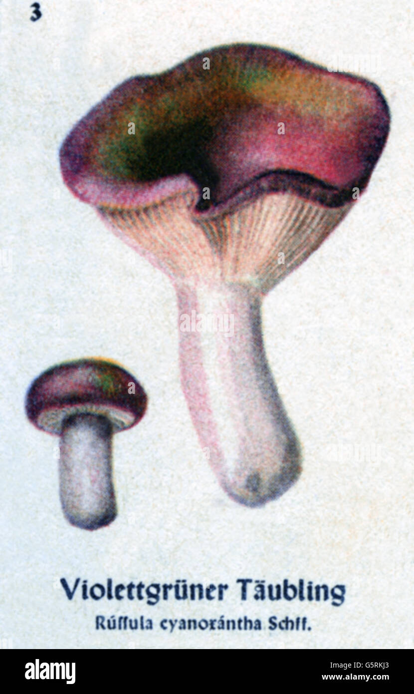 Fungi the charcoal burner fungus fotografías e imágenes de alta