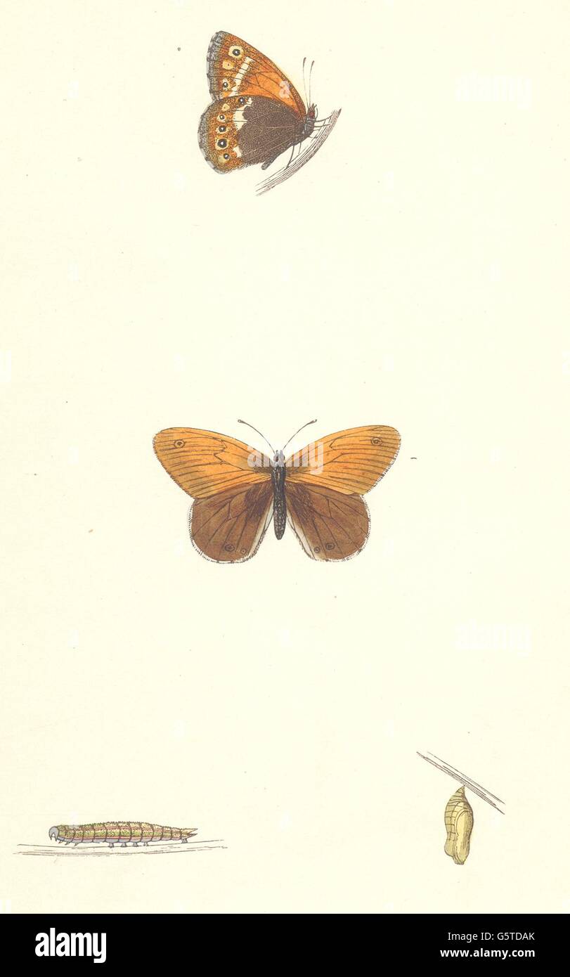 Las mariposas: Heath Butterfly (Morris), impresión de antigüedades 1870 Foto de stock