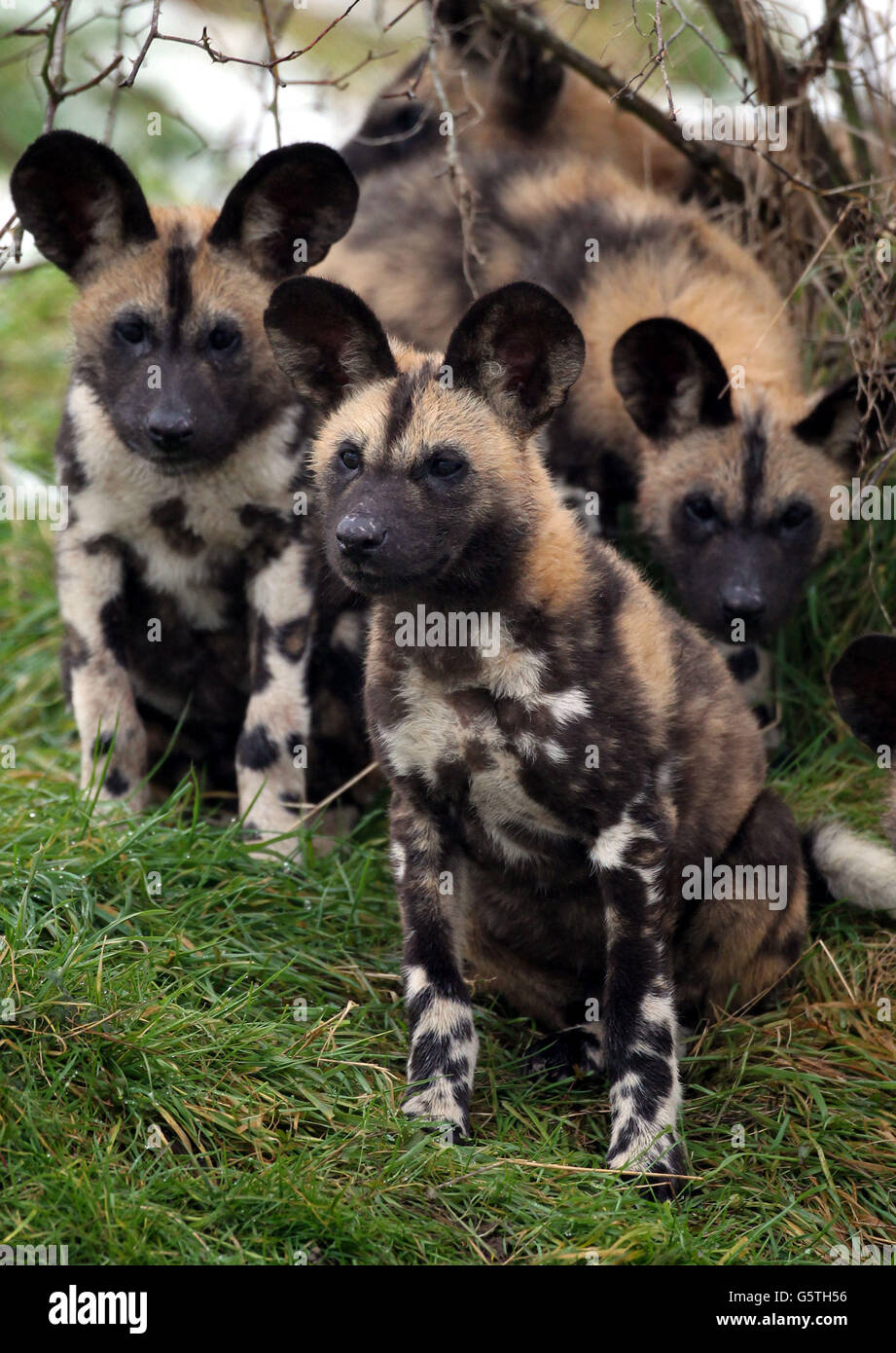 Los cachorros de perro pintados africanos hacen su debut fotografías e  imágenes de alta resolución - Alamy