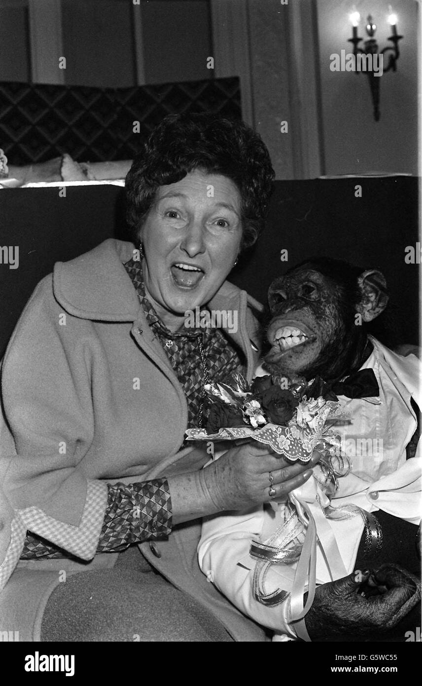 A la actriz Pat Coombs se le presenta un ramo de flores por PG tips chimp Louis, que comió rápidamente, en la fiesta del Aniversario de Plata de los anuncios chimp de Brooke Bond en el Waldorf Hotel. Pat es una de las 40 estrellas que han hecho la voz de los anuncios. Foto de stock