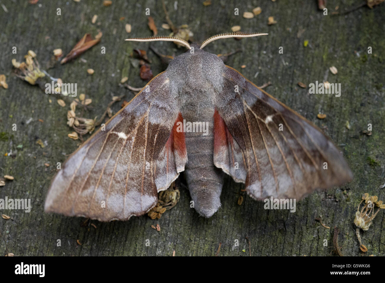 Un Álamo Hawk (polilla Laothoe populi) con sus alas extendidas mientras descansa sobre una antigua mesa de jardín Foto de stock