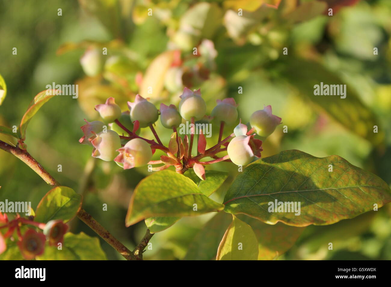 Planta de arándanos, verano, jardinería, verano británico, Hampshire, crecer su propio Foto de stock