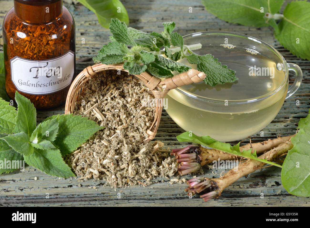 Queja Bilious, té blanco, común horehound horehound, raíz de diente de león común, menta / (Marrubium vulgare), (Taraxacum officinale), (Mentha piperita) Foto de stock