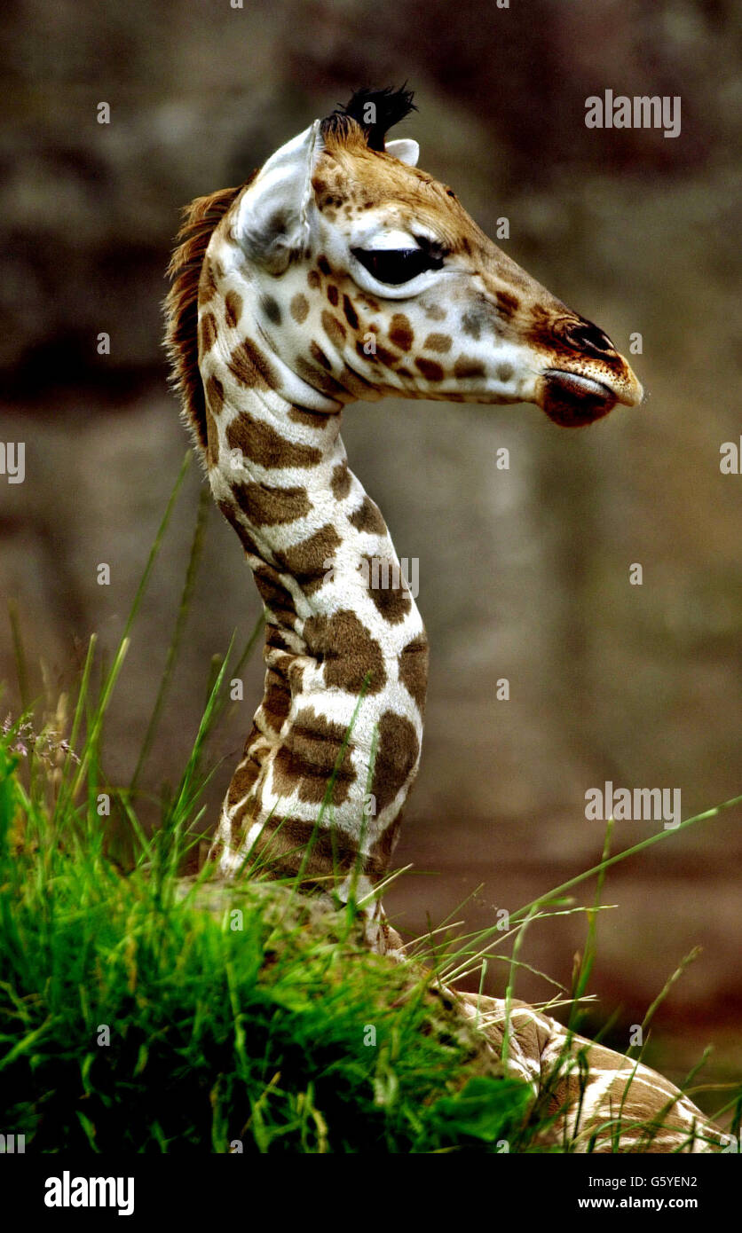 Bebe Zafiro Con Madre Jade En El Zoologico De Edimburgo Fotos E Imagenes De Stock Alamy