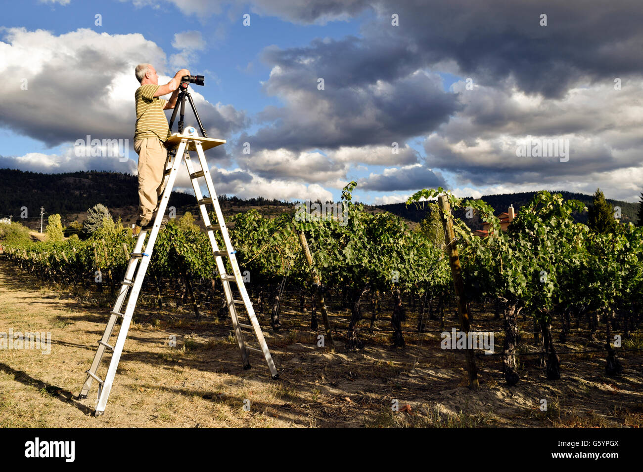 Hombre adulto Senior fotografiar un paisaje de viñedos en Naramata, British Columbia, Canadá, situado en el Valle Okanagan. Foto de stock