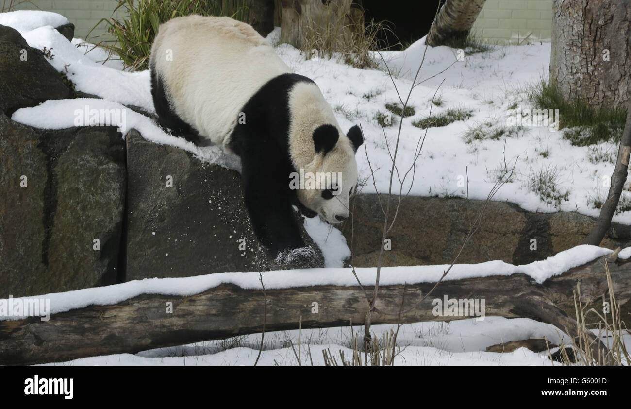 Tian Tian el Panda juega en la nieve en el Zoo de Edimburgo. Foto de stock