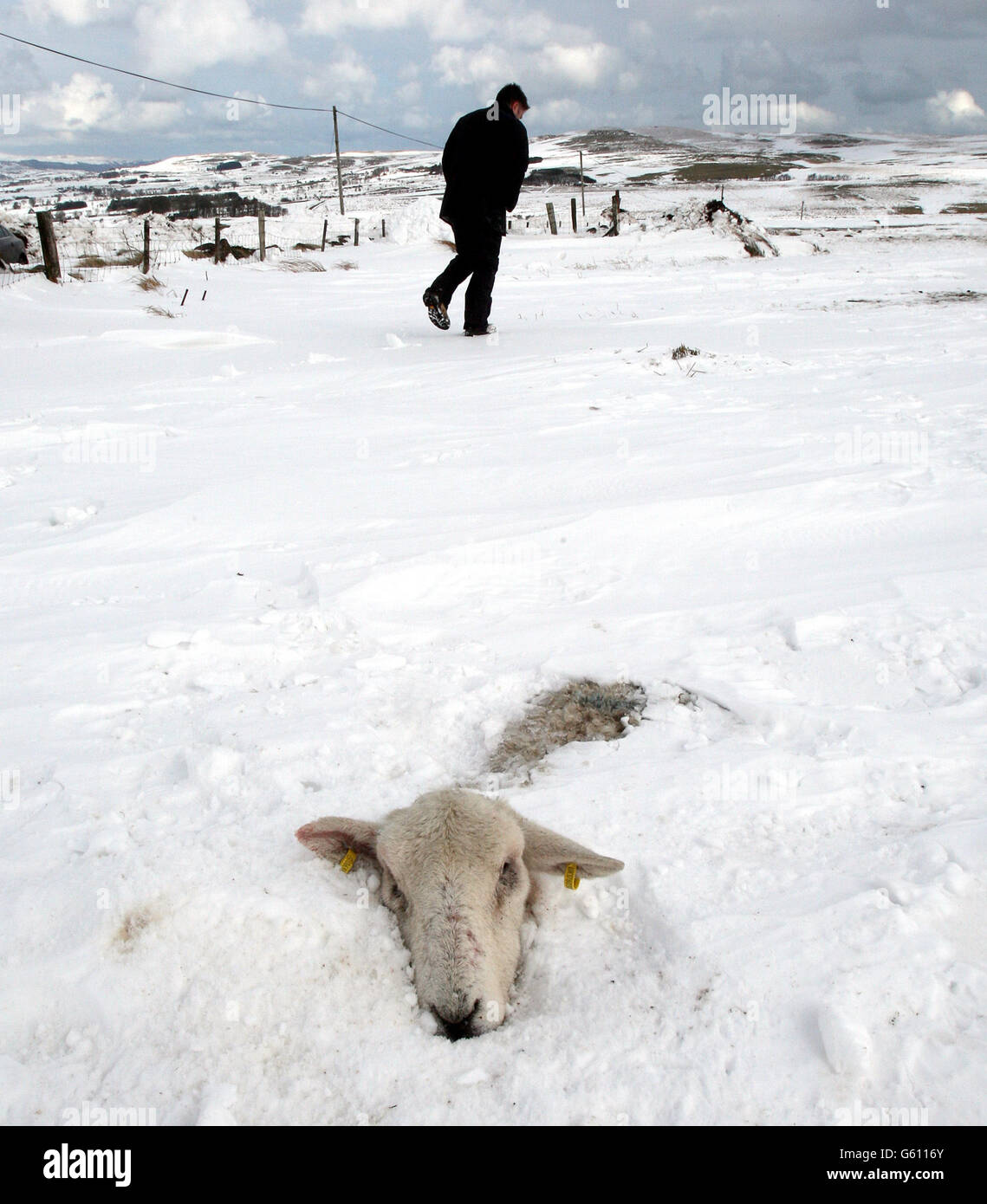 NOTA DE LOS EDITORES: CONTENIDO GRÁFICO UNA oveja muerta enterrada en la nieve se deriva por encima de los Glens de Antrim, ya que se teme que miles de ovejas fallen en el área. Durante un segundo día, un helicóptero RAF Chinook dejará los alimentos a los animales cortados de los agricultores. Foto de stock