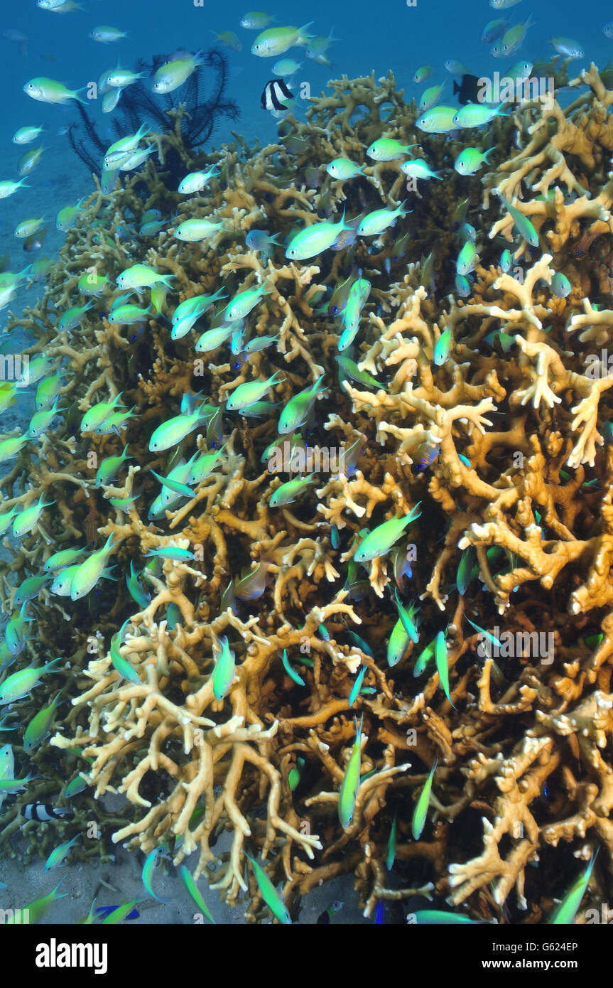Peces coralinos alrededor del bloque de coral duro Foto de stock
