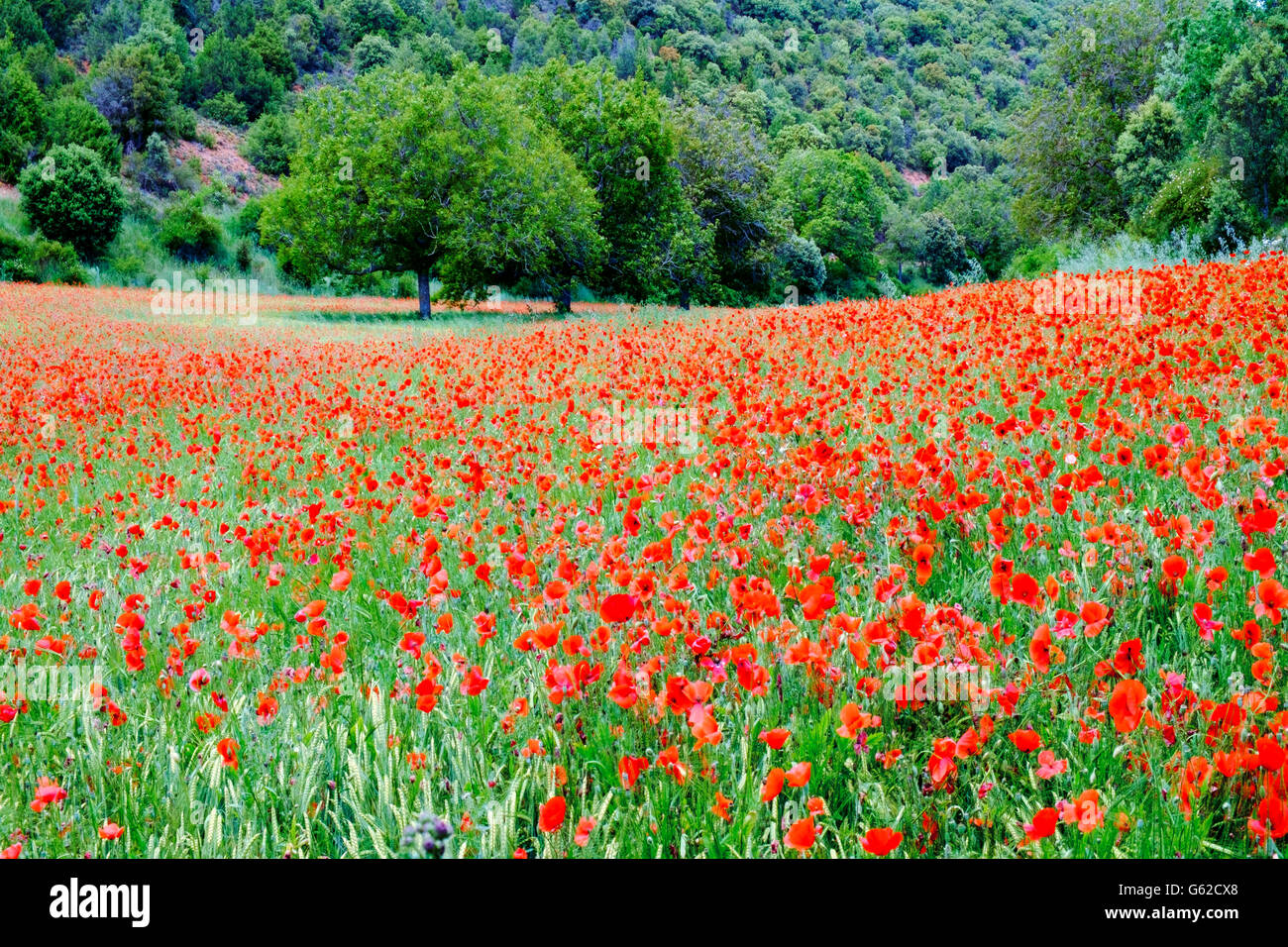 Un prado de flores silvestres rojas en Europa; Papaver roeas - cultivo común de amapola silvestre cerca de Burgos en España Foto de stock