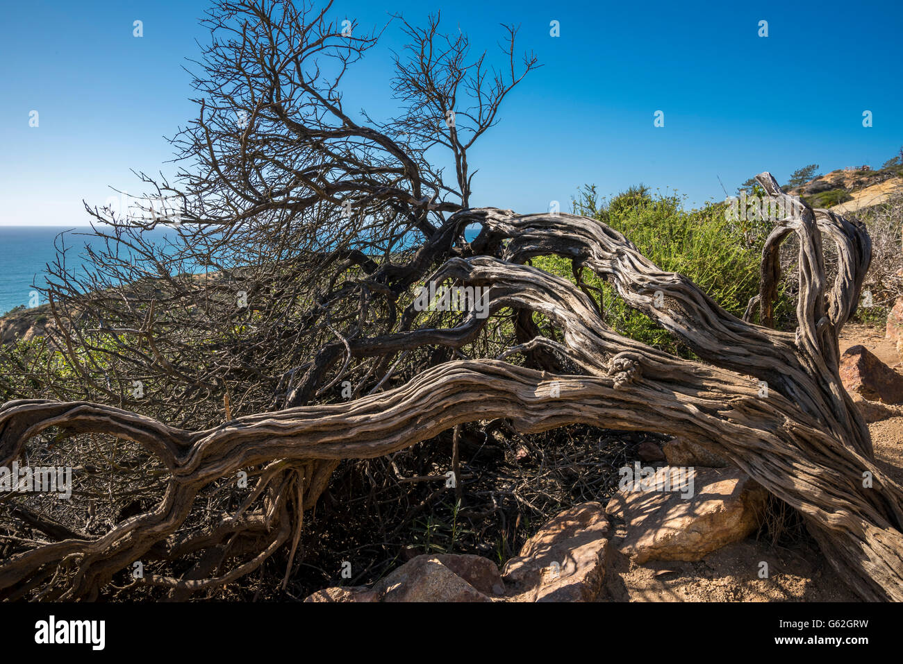 Esqueleto de árbol erosionados en Torrey Pines State Park, San Diego, CA. Foto de stock