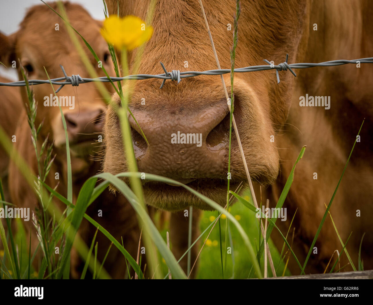 Las vacas en la nariz detrás de la valla de alambre de espino Foto de stock