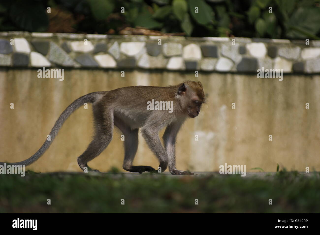 Mono con larga cola Foto de stock