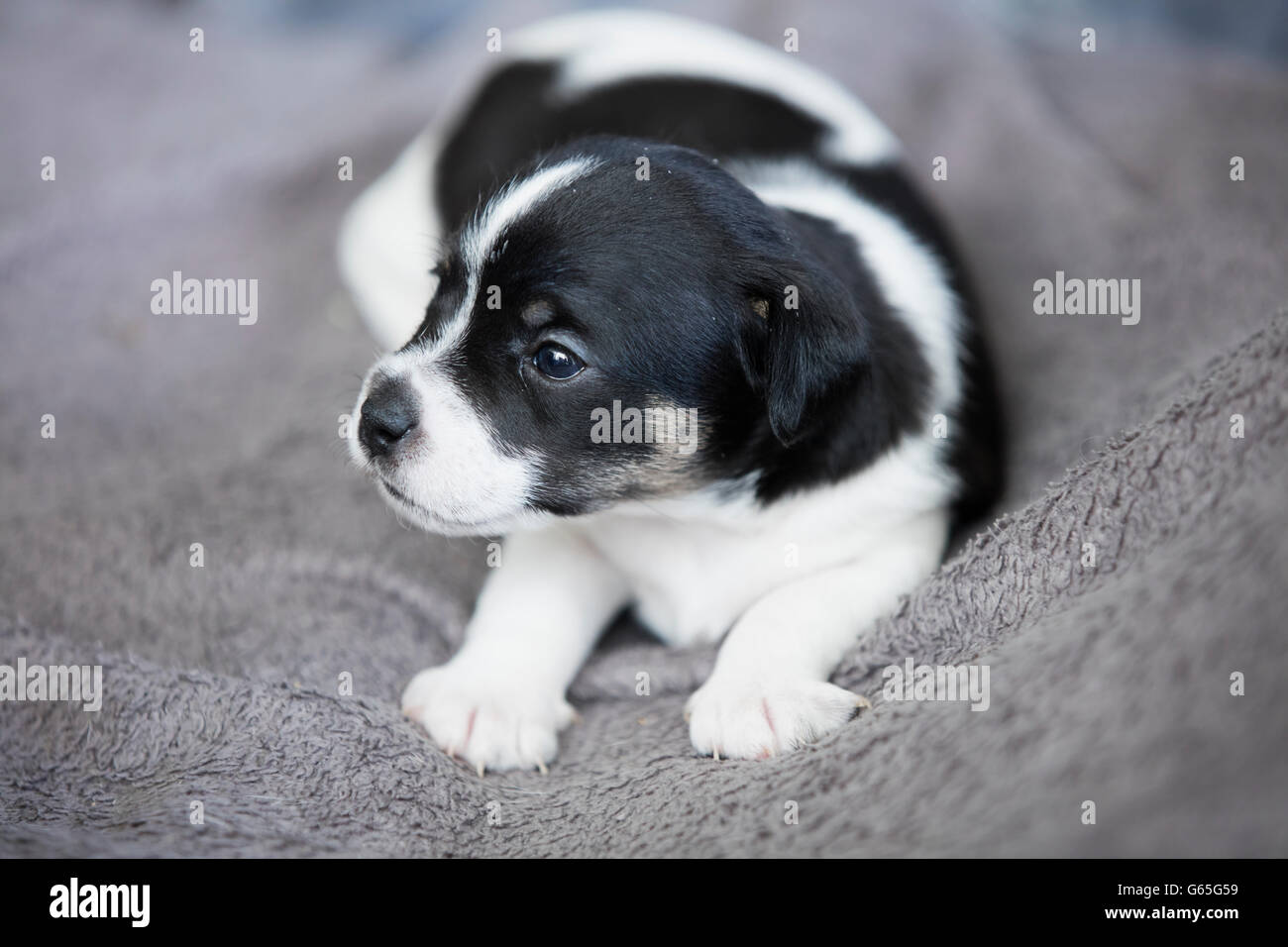 Cachorro de perro mestizo blanco y negro sobre gris manta mirando a un  lado, vista frontal Fotografía de stock - Alamy