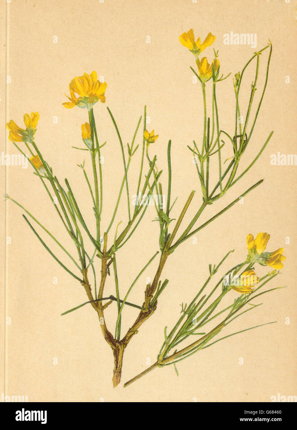 Flores alpinas ALPENFLORA:Genista radiata(L.)Scop-Strahlblättriger Ginster, 1897 Foto de stock