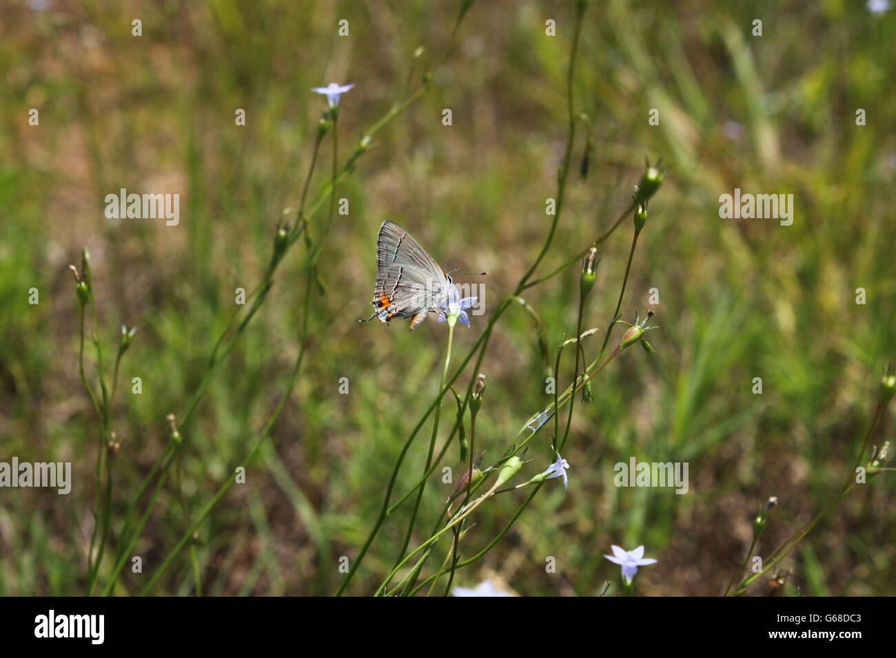 Oriental-cola mariposa azul y flores. Foto de stock